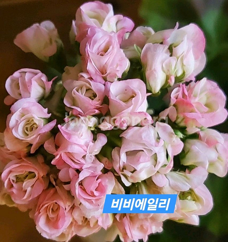 비비에일리 K.제라늄 대품--0