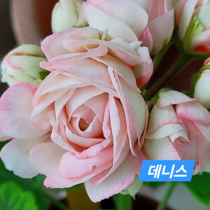 데니스 유럽저라늄