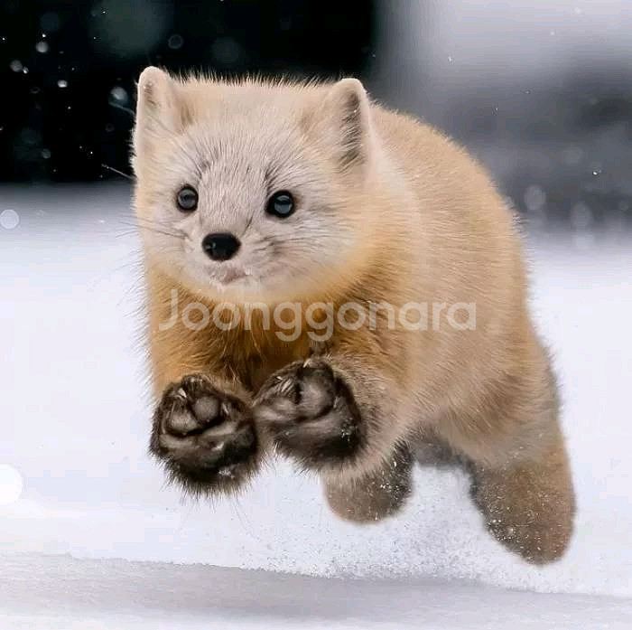 연뮤 재관증정--0