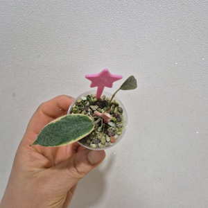 호야 아크볼디아나 알보마지나타