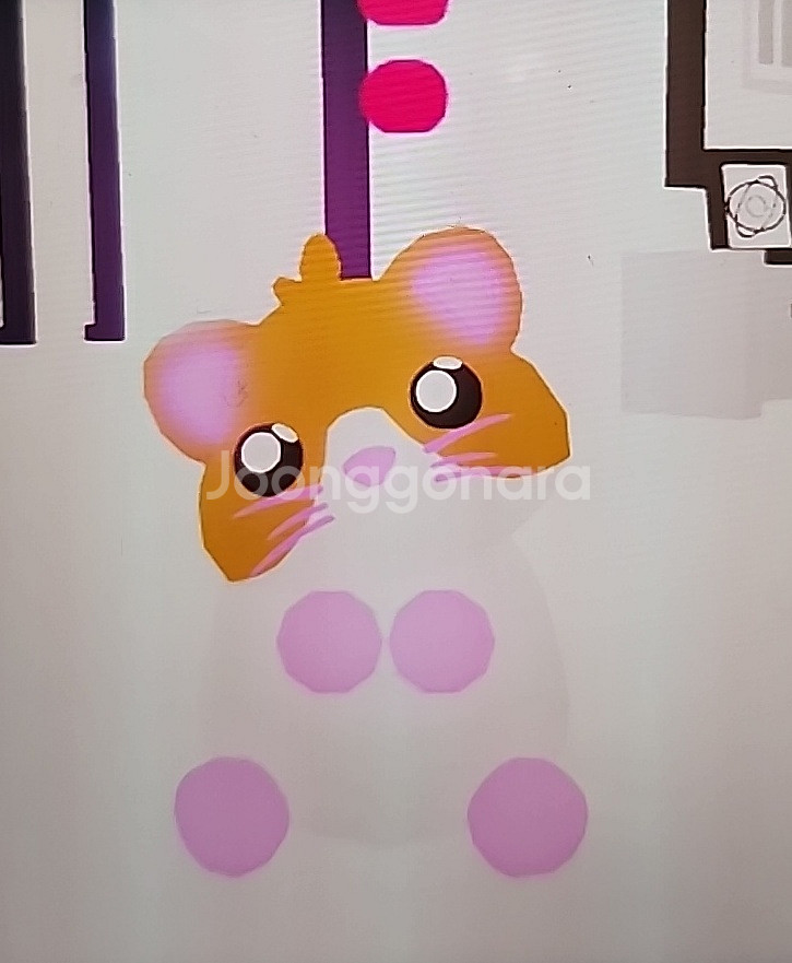 입양하세요 펫 햄스터--0