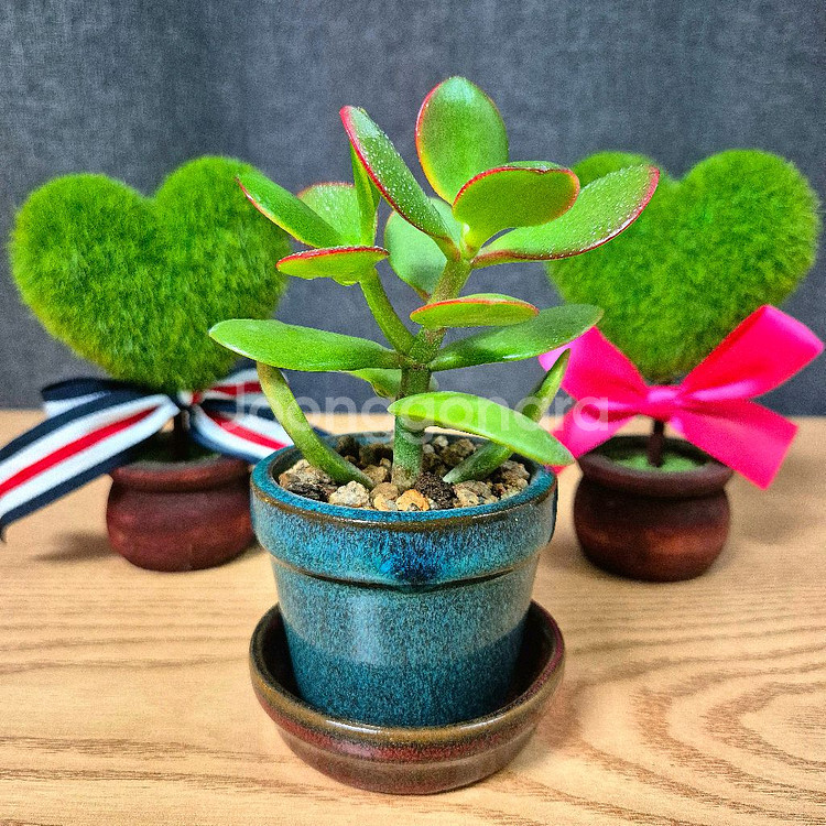 미니 다육 염좌 돈나무 / 다육이 / 공기정화 식물--0