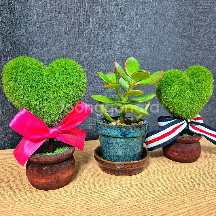 미니 다육 염좌 돈나무 / 다육이 / 공기정화 식물--3