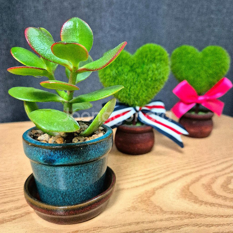 미니 다육 염좌 돈나무 / 다육이 / 공기정화 식물--1