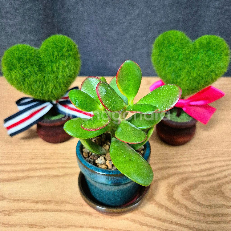 미니 다육 염좌 돈나무 / 다육이 / 공기정화 식물--2