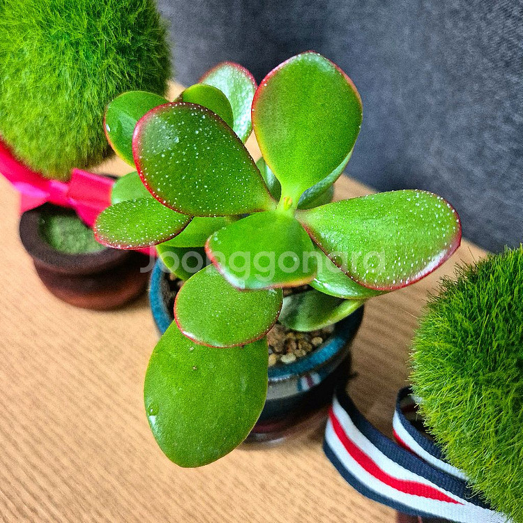 미니 다육 염좌 돈나무 / 다육이 / 공기정화 식물--5