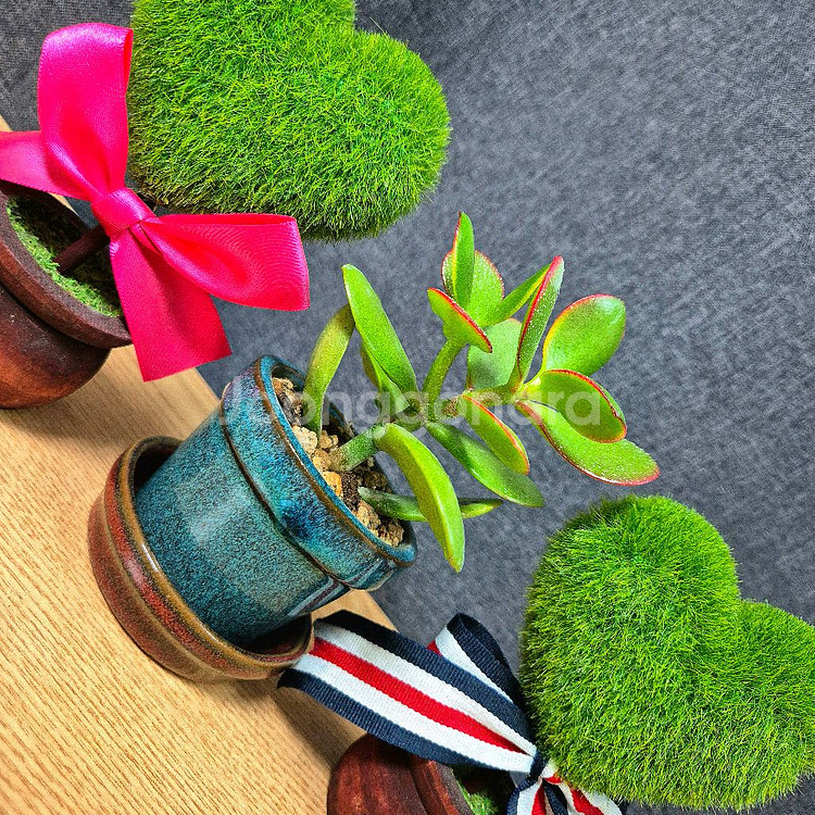 미니 다육 염좌 돈나무 / 다육이 / 공기정화 식물--6