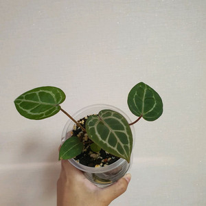 안스리움 자미x미자 8만원