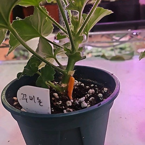 꾸비돈 러시아제라늄