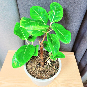 뱅갈고무나무 65cm / 공기정화식물 / 반려식물