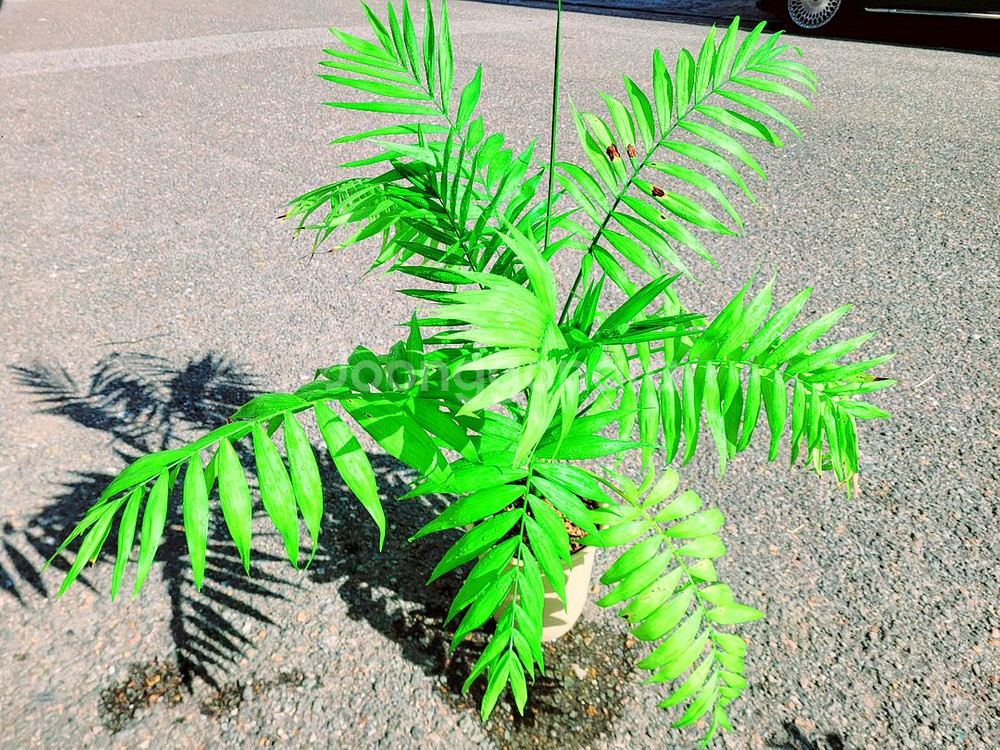 테이블야자 85cm / 공기정화식물 / 반려식물--0