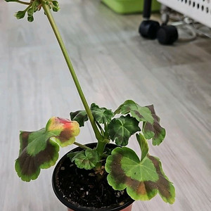 제라늄. 쁘띠가희
