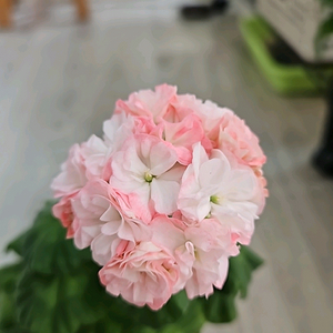 제라늄. 빈러브라인