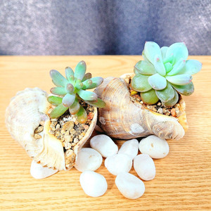 미니 소라 다육 2개 세트 / 다육이 라울 + 성미인