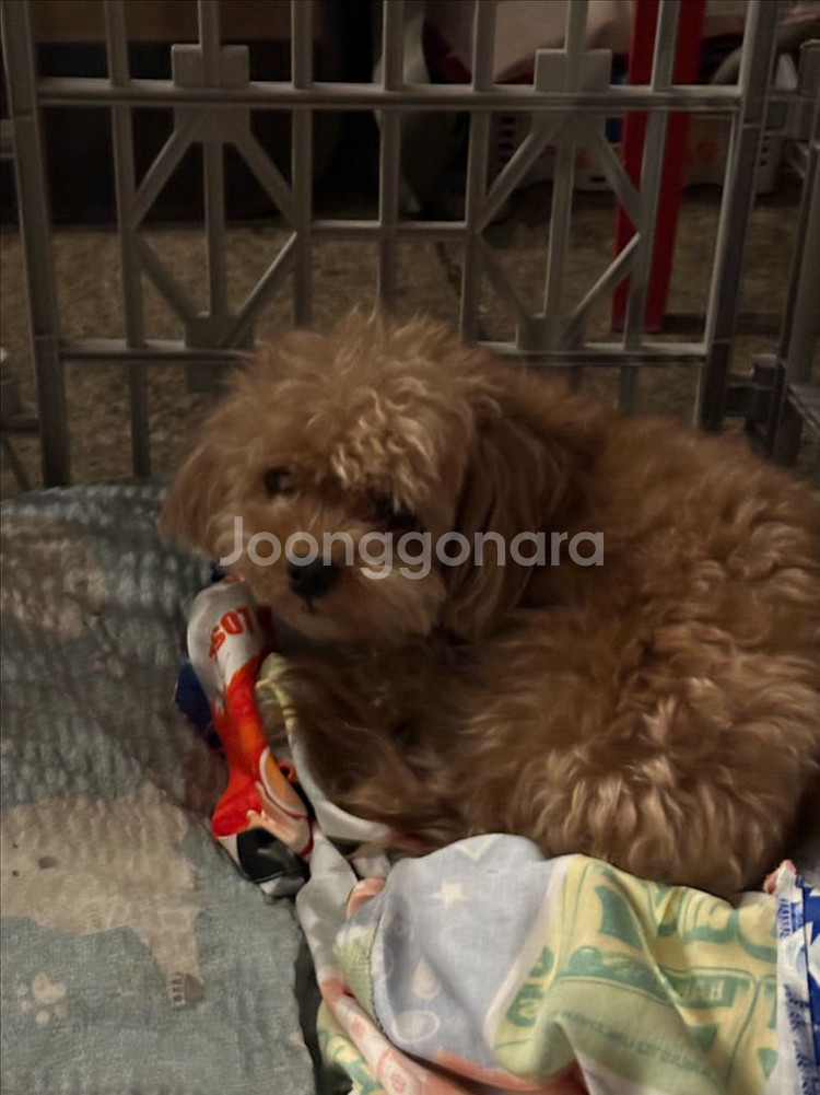 닌텐도 어카운트 계정 구매합니다--0