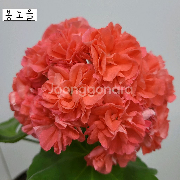 봄노을 제라늄--0