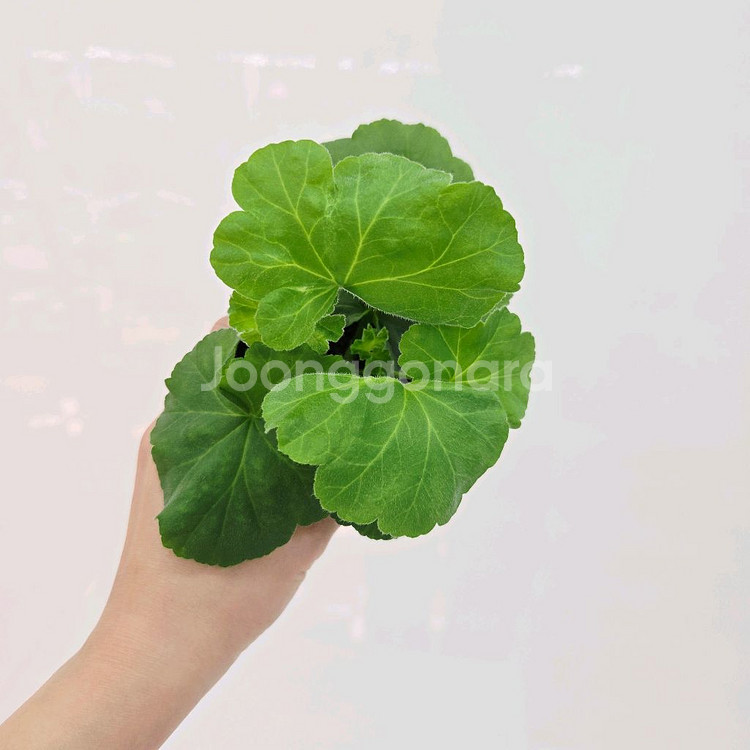 봄노을 제라늄--1