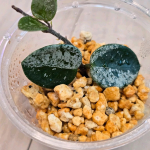 마틸다스플래쉬