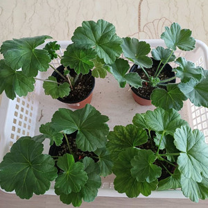 제라늄 다이야몬드플래셔와3종