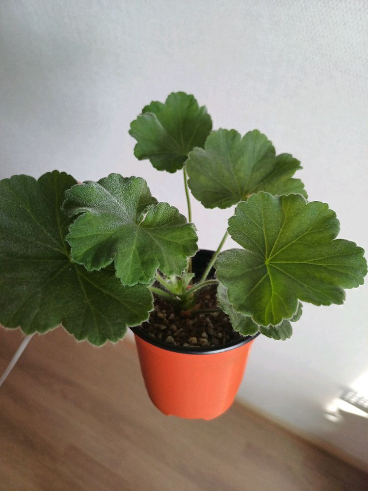 제라늄 다이야몬드플래셔와3종--2