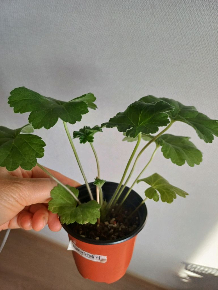 제라늄 다이야몬드플래셔와3종--3