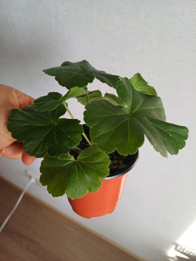 제라늄 다이야몬드플래셔와3종--1