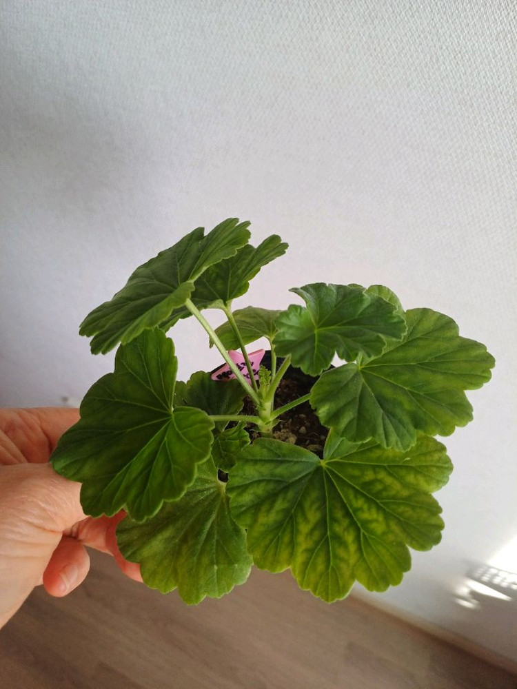 제라늄 다이야몬드플래셔와3종--4