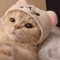 최애