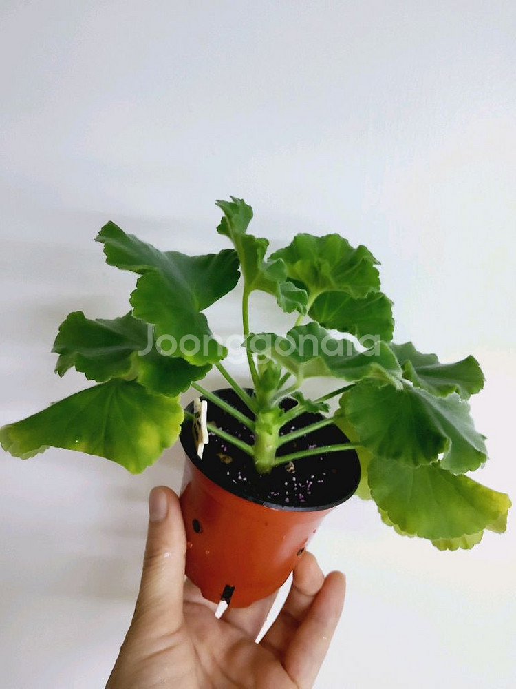 제라늄 덧없는시야 꽃대 1.8--1