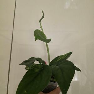 스킨답서스 제야드 사틴 바리 (였던 것)