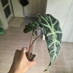 알로카시아 아마조니카 핑크 바리 였던 것 (중품)