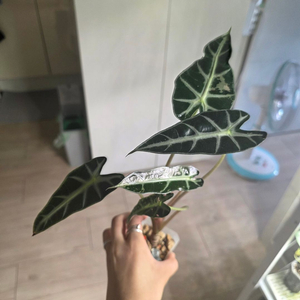 알로카시아 밤비노 핑크 바리