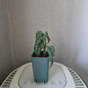 스킨답서스 실버레이디