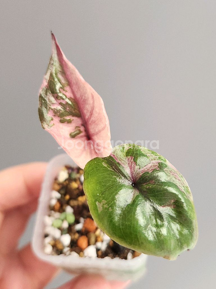 알로카시아 세렌디피티 바리에가타--0