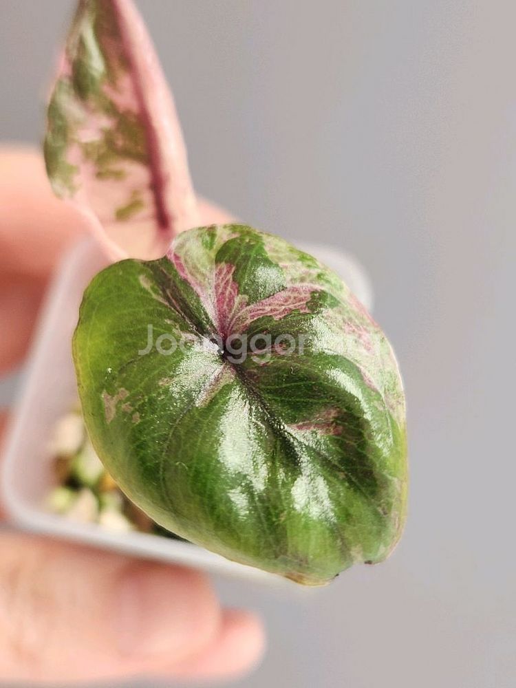 알로카시아 세렌디피티 바리에가타--2