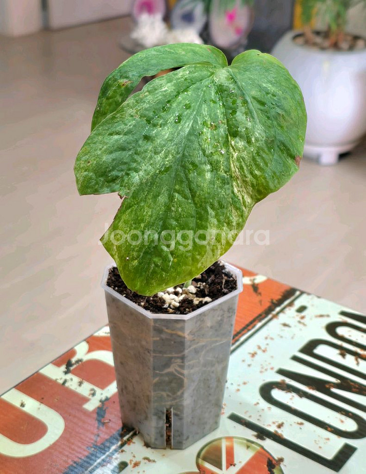 아미드리움 지펠리아넘 바리에가타--0