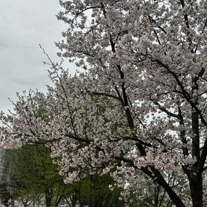 LGU+ 인터넷+TV 양도