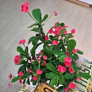 꽃기린 선인장 (대품)