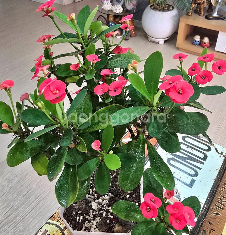 꽃기린 선인장 (대품)--0