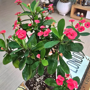 꽃기린 선인장 (대품)