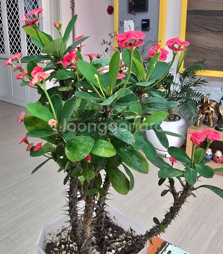 꽃기린 선인장 (대품)--1
