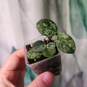 호야 마틸드스플래쉬, 라쿠노사 일괄