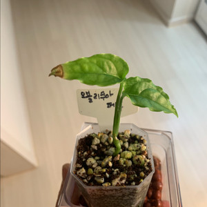 오블리쿠아 페루