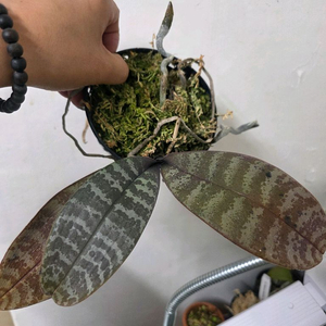 쉴러리아나