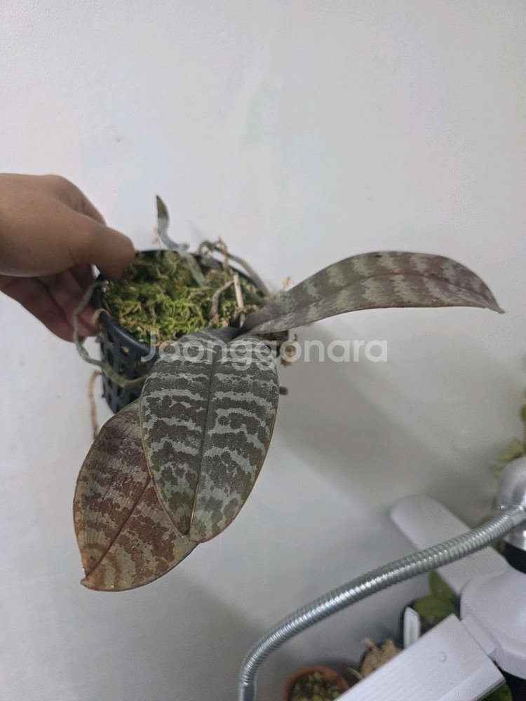 쉴러리아나--2
