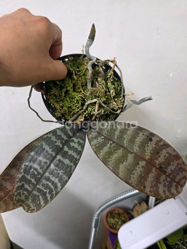 쉴러리아나--1