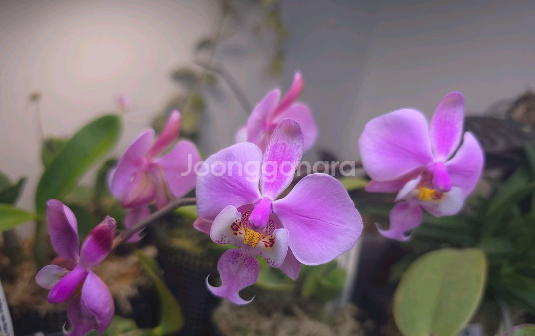 쉴러리아나--3