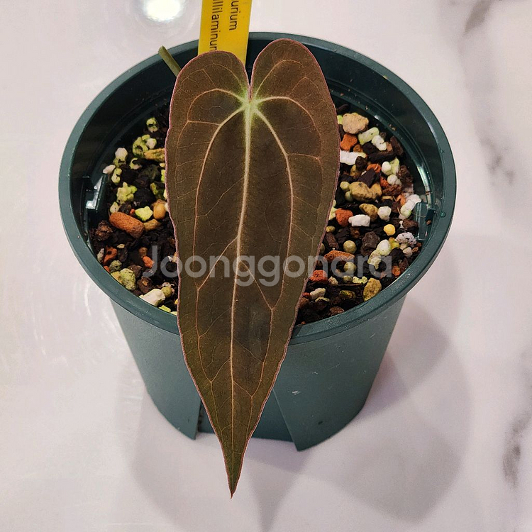 안스리움 파필 레전드--0