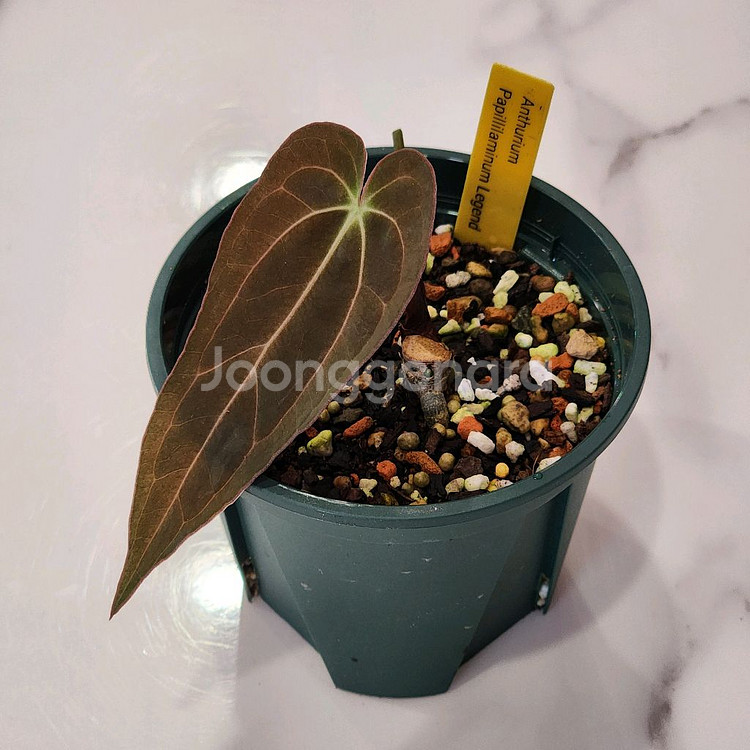 안스리움 파필 레전드--1
