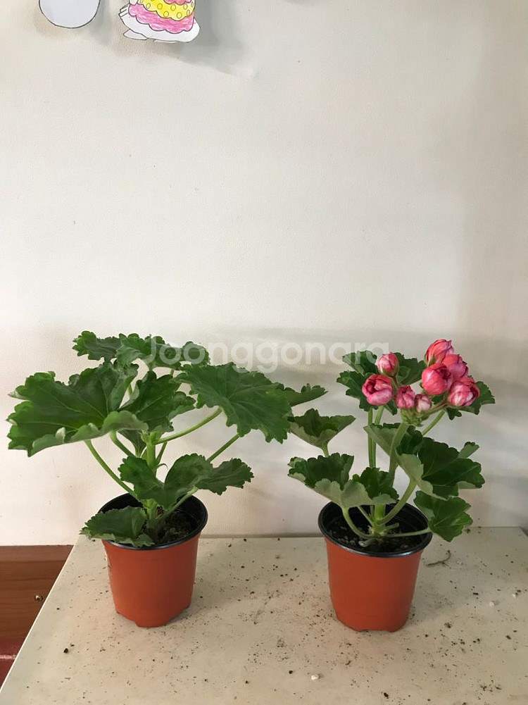 레드판도라 미시즈찰스 유럽제라늄--0
